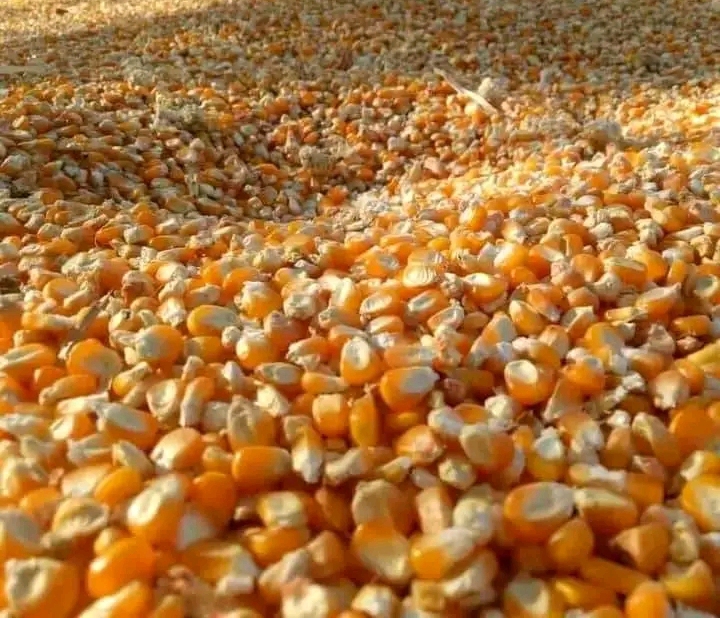 Yellow Maize - Image 2