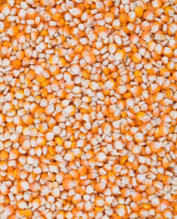 Yellow Maize - Image 3