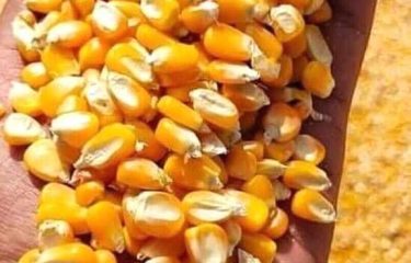 Yellow Maize