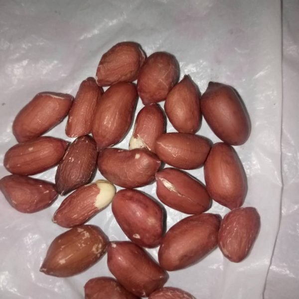Groundnut - Image 2