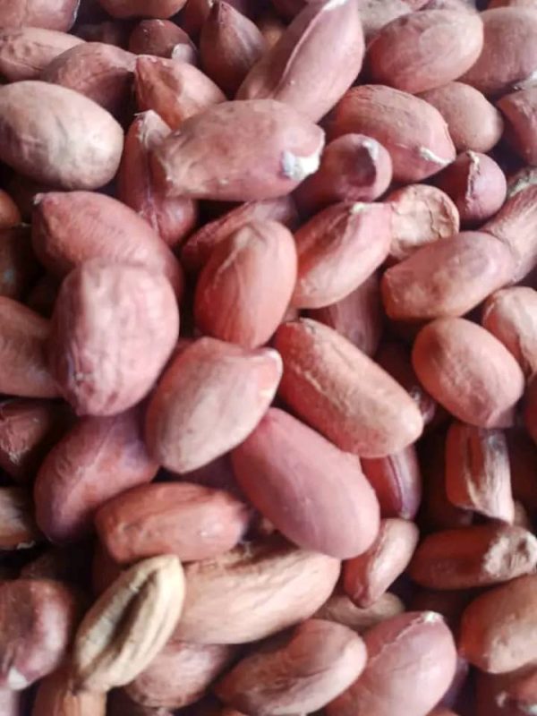 Groundnut