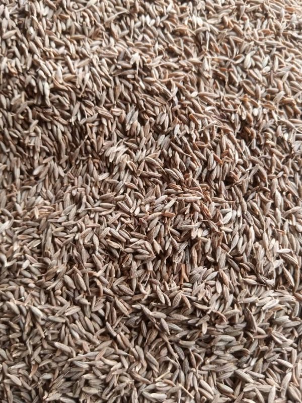 Cumin Seeds - Image 2