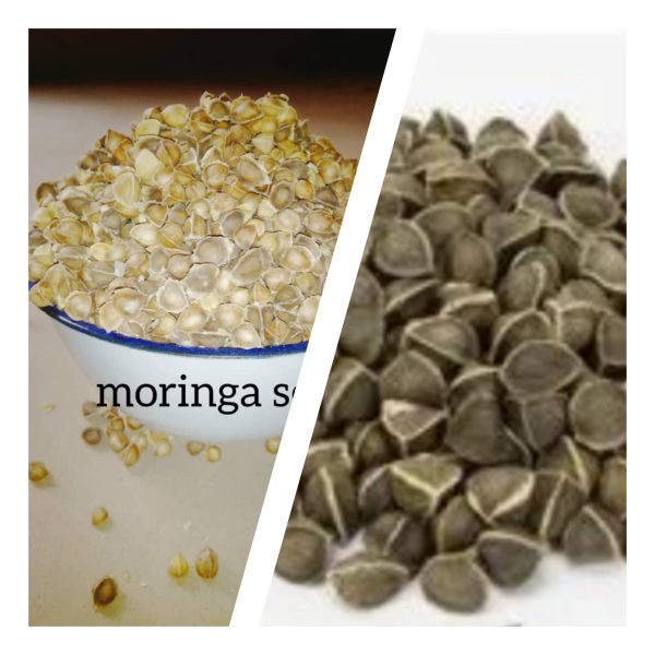 Moringa Seeds