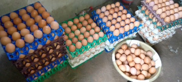 Eggs