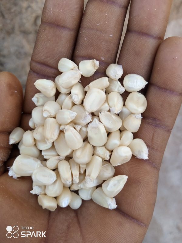 Maize