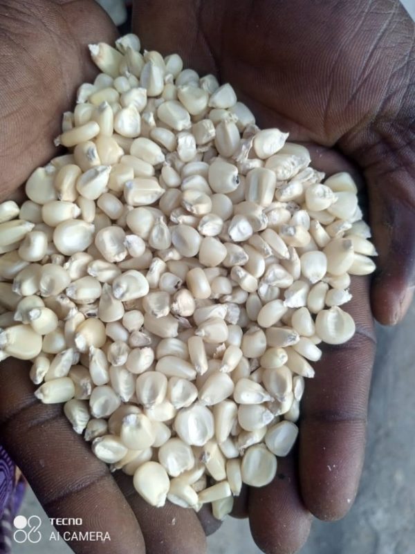 White Maize