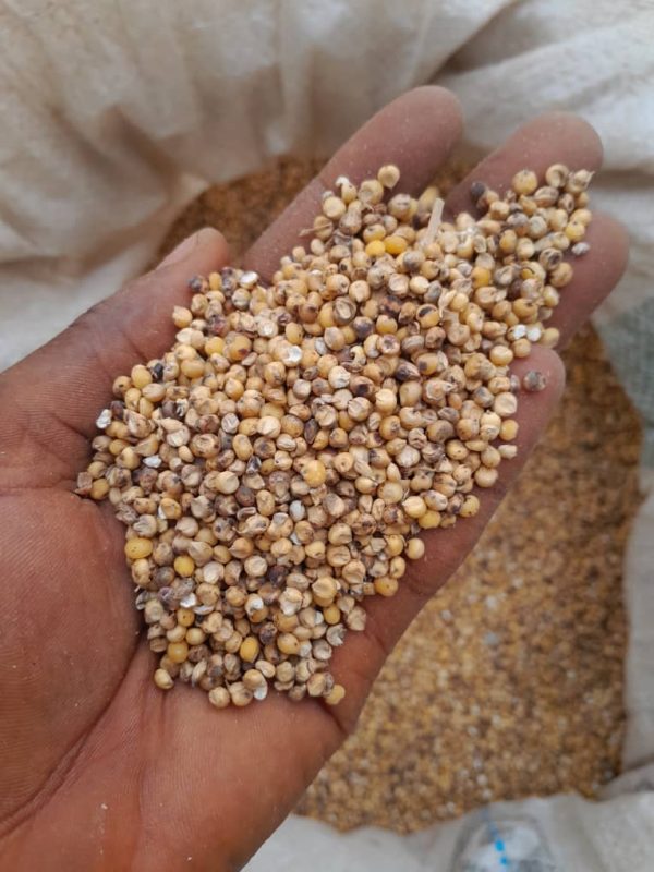 Yellow Sorghum