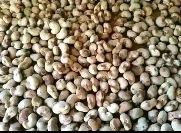 Raw Cashew Nuts