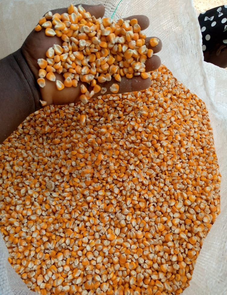 Pioneer Seed Corn (F2)