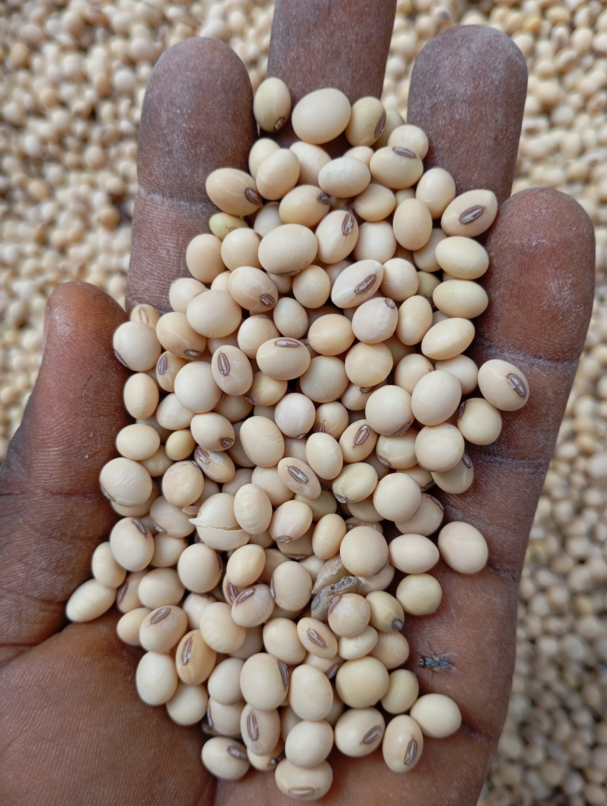 Soya Beans