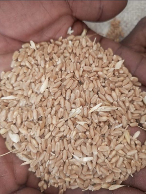Local Wheat