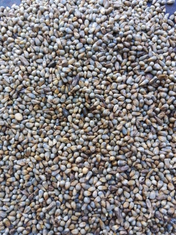Pearl Millet