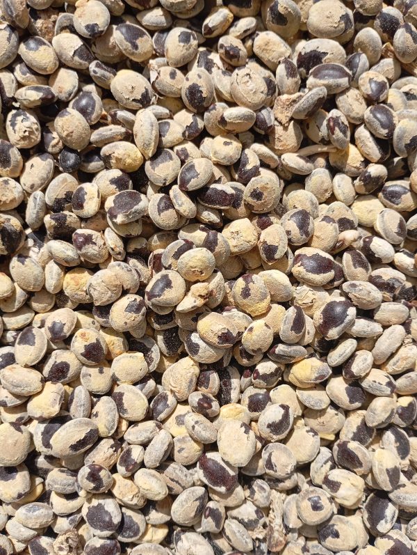 African Locust Bean