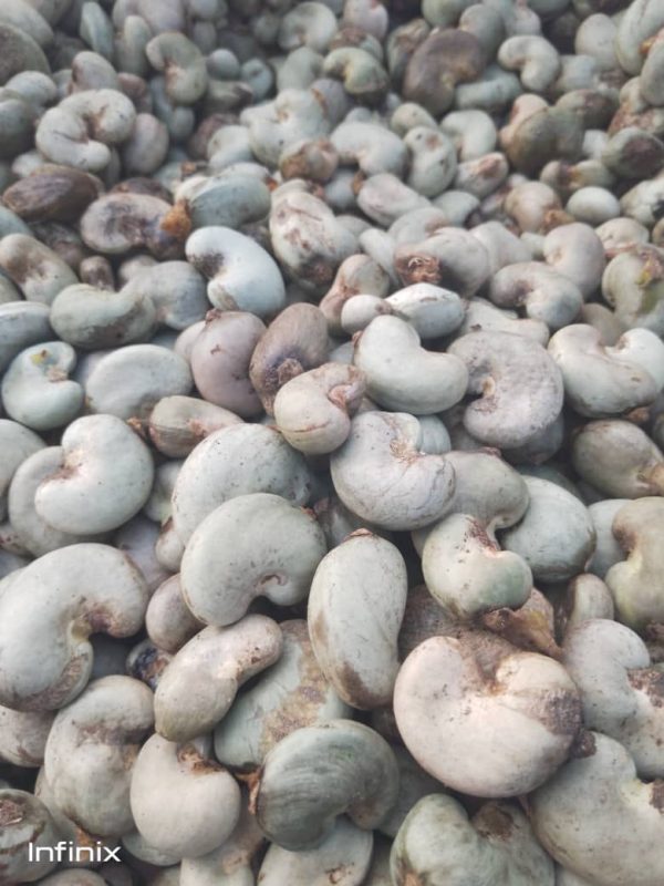 Raw Cashew Nuts