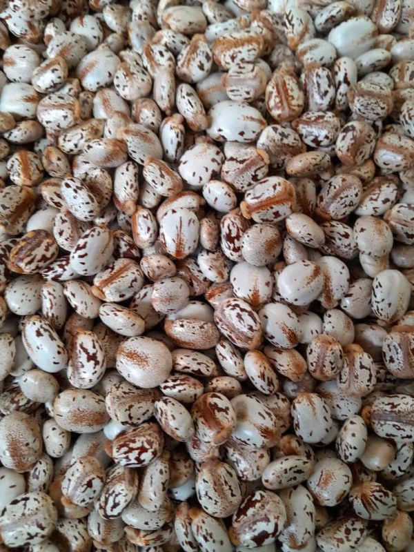 Brazilian Castor Seeds
