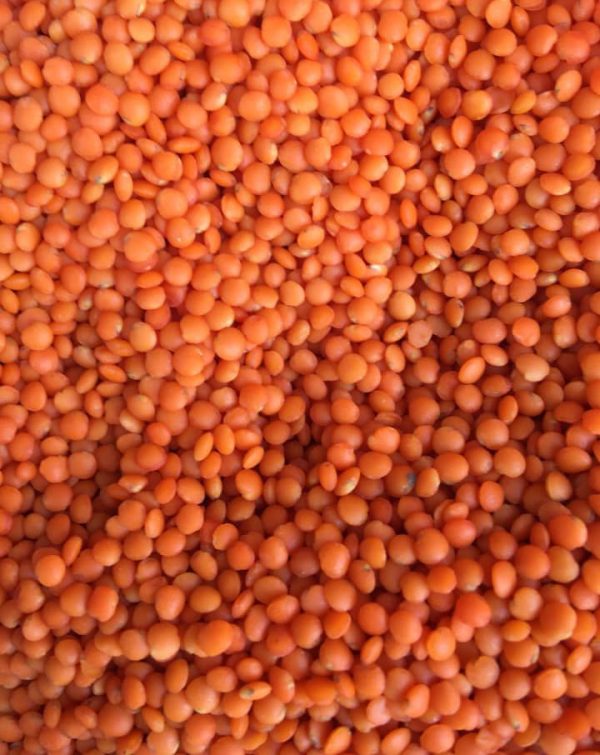 Red Lentils