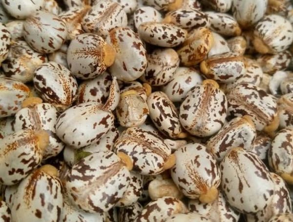 Castor Seeds