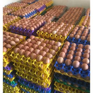 Crates of Eggs