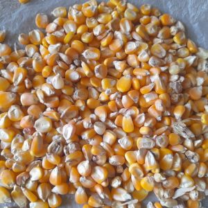 Yellow Maize
