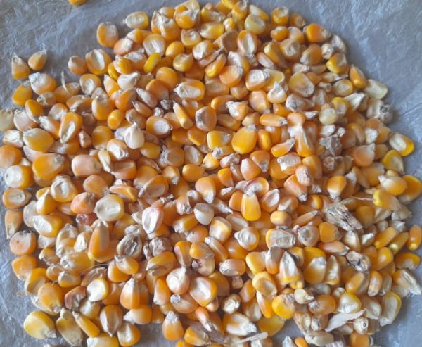 Yellow Maize