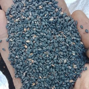 Black Sesame