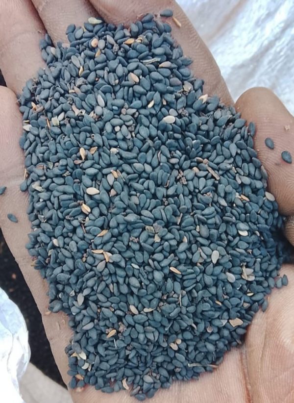 Black Sesame