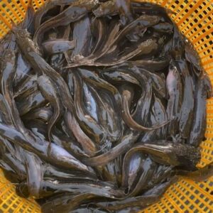 Clarias Juvenile