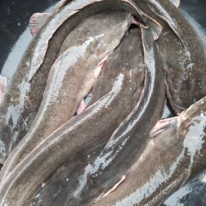Table Size Catfish