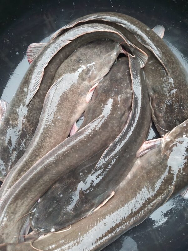 Table Size Catfish