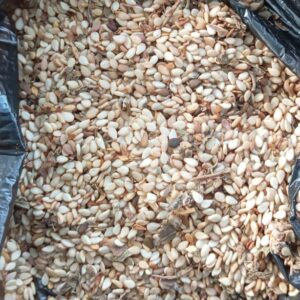 Sesame Seeds