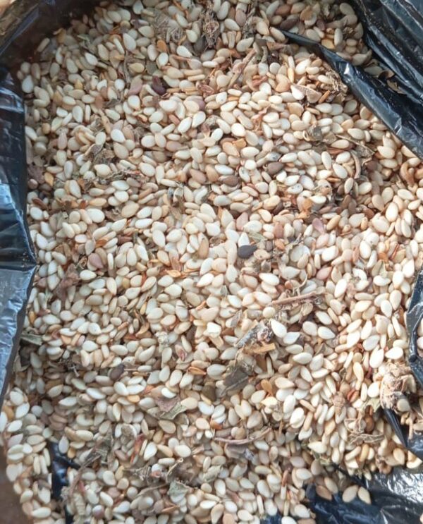 Sesame Seeds