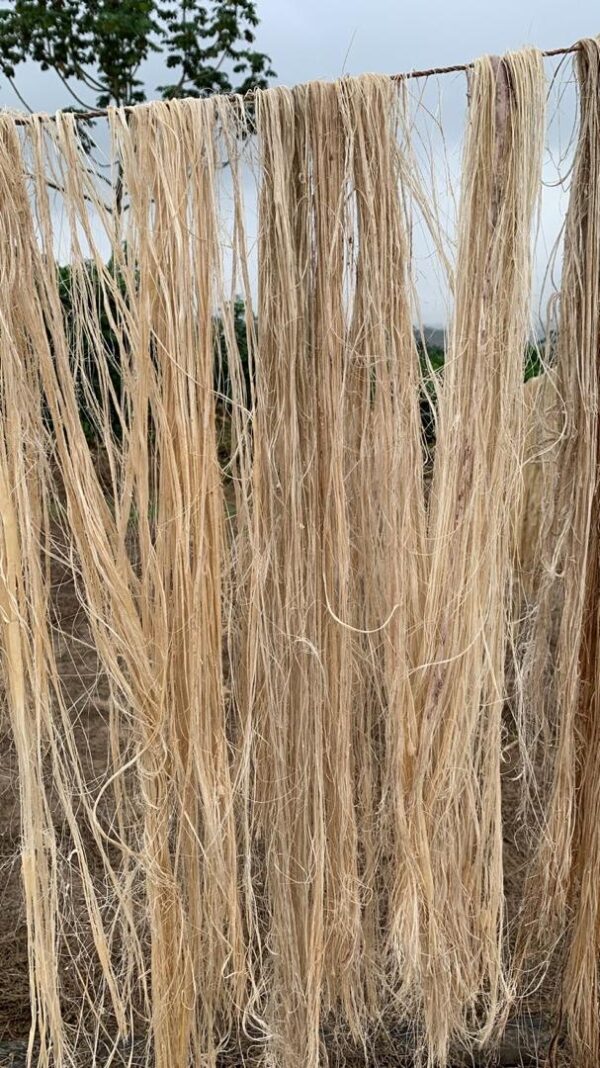 Banana Fibre - Image 3