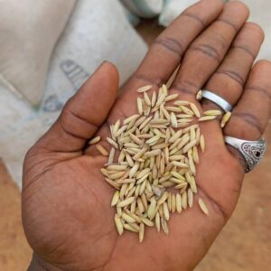 Paddy Rice