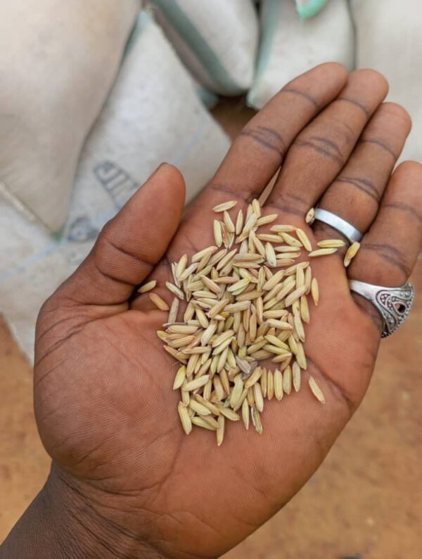 Paddy Rice