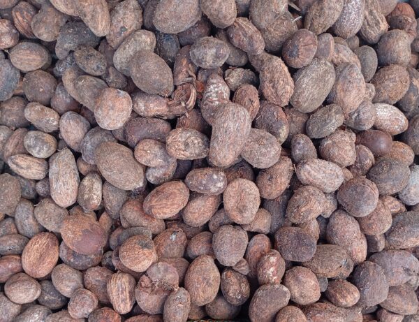 Shea Nuts
