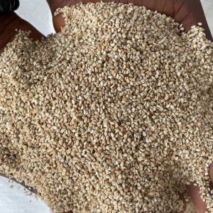 Sesame Seeds