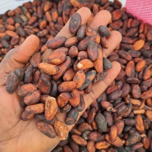 Cocoa Beans