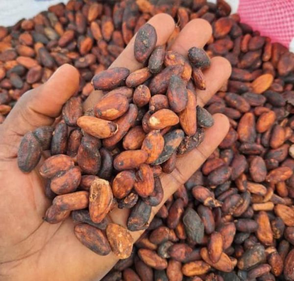 Cocoa Beans