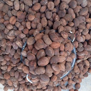 Shea Nuts