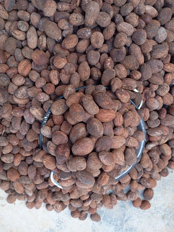 Shea Nuts