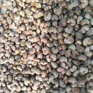 Cashew Nuts